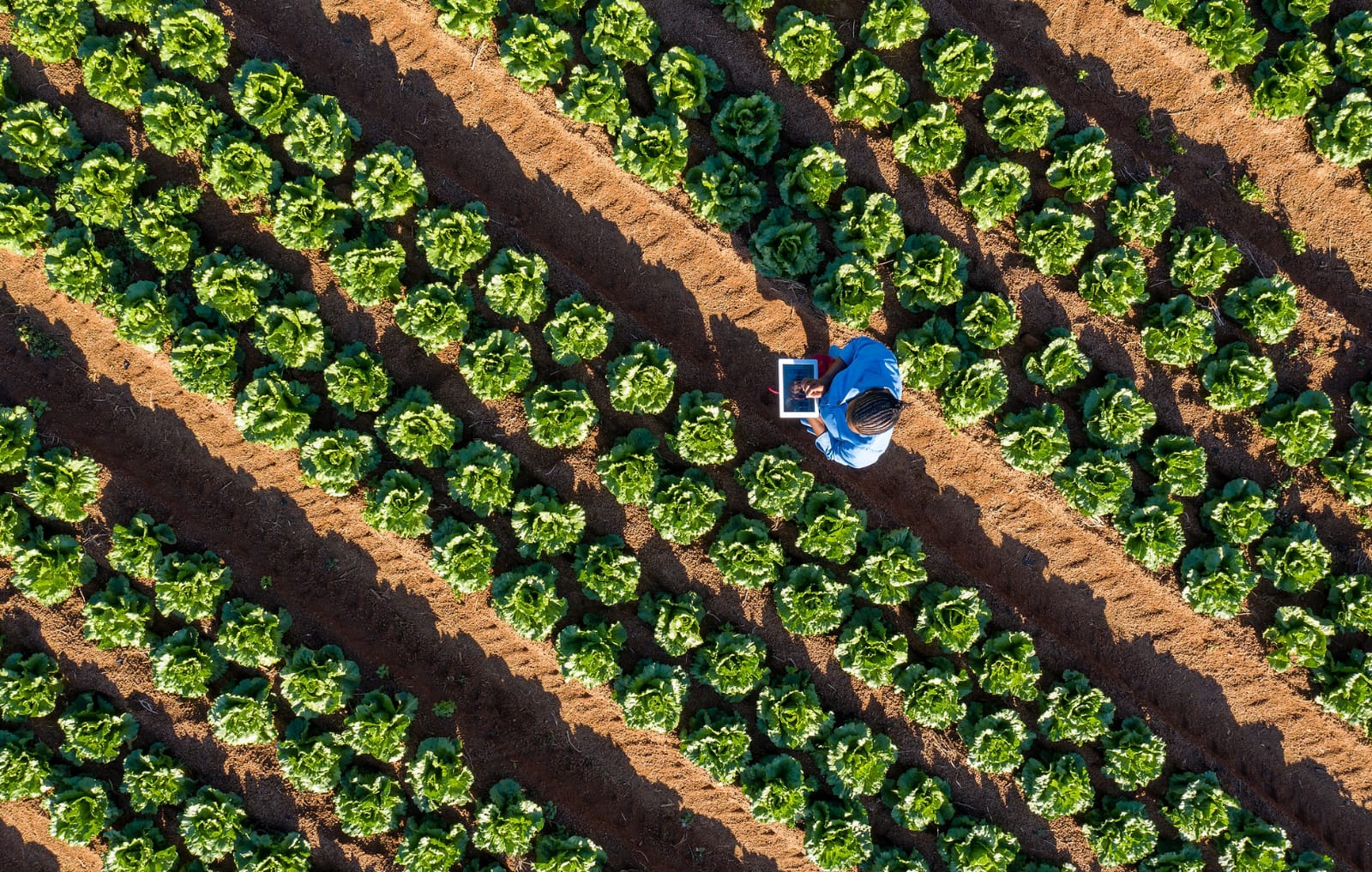 Woman agripreneur using a laptop in a crop field