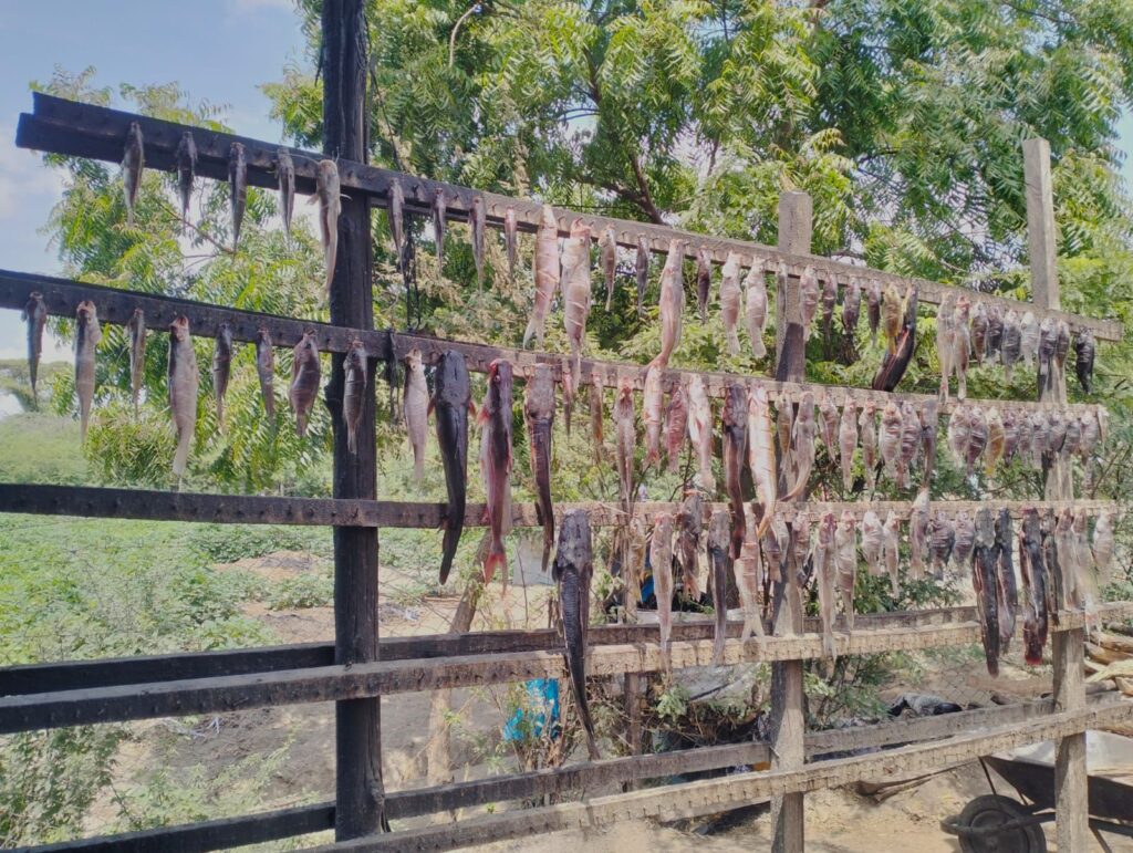 Fish drying racks on the shores of Lake Turkana, Kenya