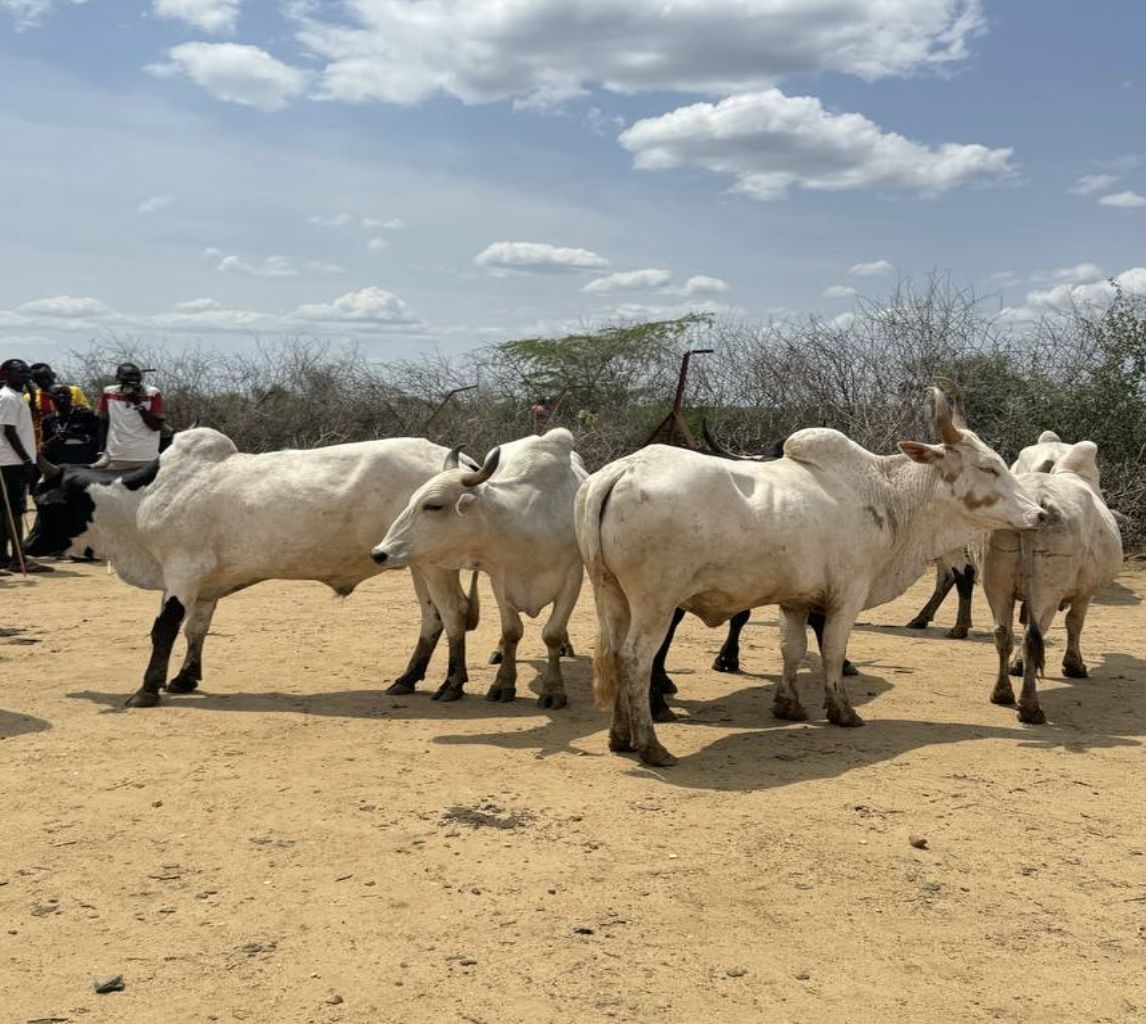 Livestock herd, the focus of the index-based livestock insurance feasibility study in South Sudan